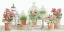 Picture of TERRACOTTA COLLECTION II