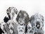 Picture of LOTS OF DOGS