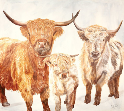 Picture of HAIRY HIGHLAND CATTLE