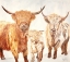 Picture of HAIRY HIGHLAND CATTLE