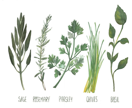 Picture of WATERCOLOR HERBS