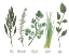 Picture of WATERCOLOR HERBS