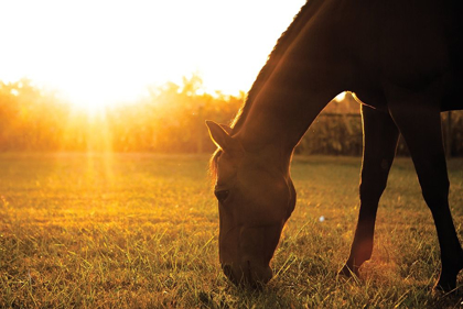 Picture of SUNSET GRAZING I
