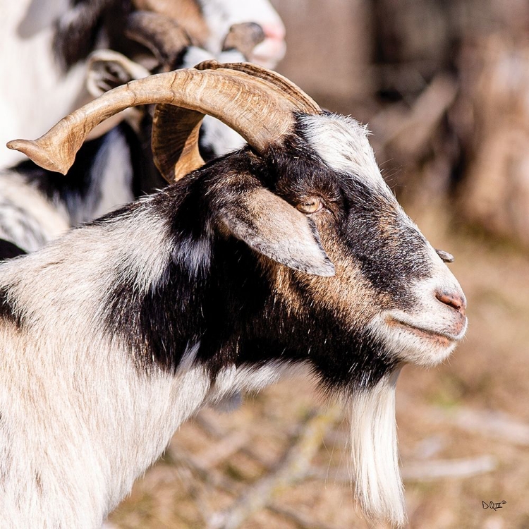 Picture of BEARDED SIDE GOAT