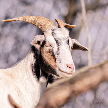 Picture of BROWN GOAT