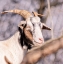 Picture of BROWN GOAT