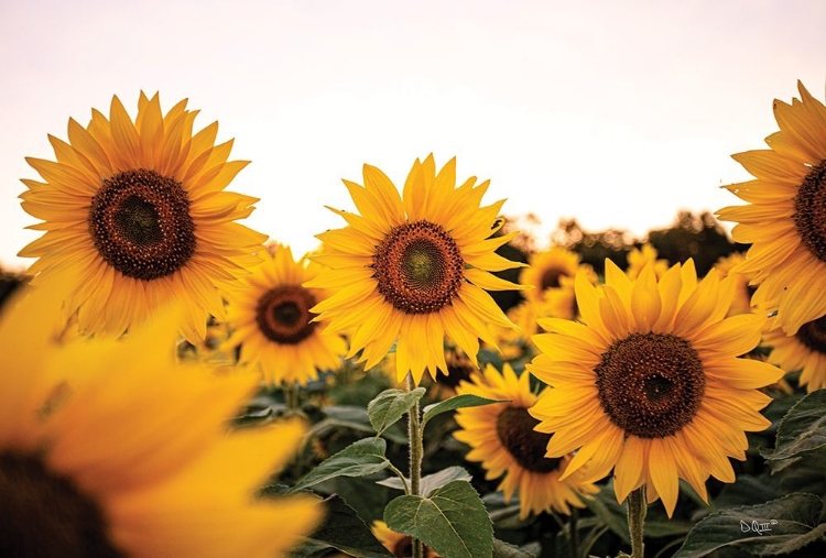 Picture of SUNFLOWER FIELD