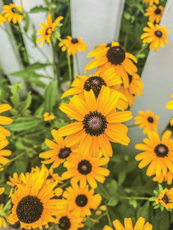 Picture of BED OF YELLOW