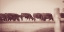 Picture of CATTLE ROW