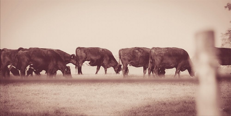 Picture of CATTLE ROW