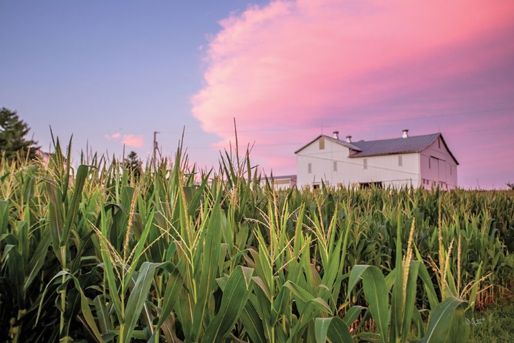 Picture of CORN CROP