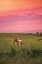 Picture of HORSE AT SUNSET 