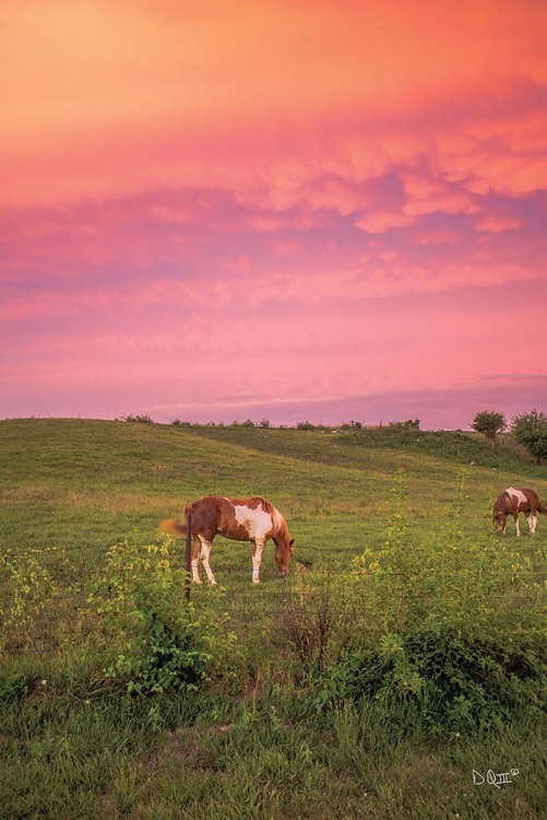 Picture of HORSE AT SUNSET 