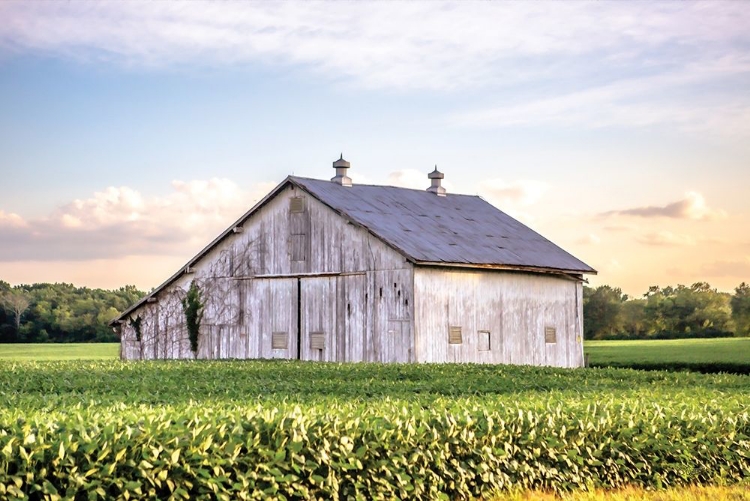 Picture of RURAL OHIO BARN