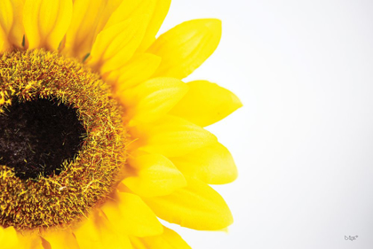 Picture of SUNFLOWER CLOSE-UP