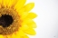 Picture of SUNFLOWER CLOSE-UP