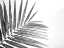Picture of LEAF STUDY VI