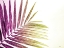 Picture of RAINBOW LEAF
