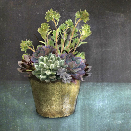 Picture of SUCCULENTS