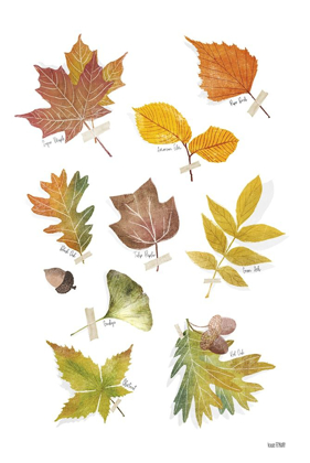 Picture of AUTUMN LEAVES