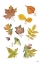 Picture of AUTUMN LEAVES