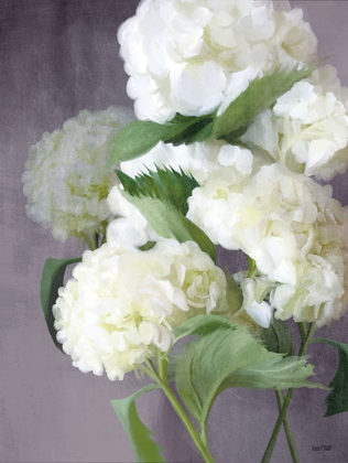 Picture of SNOW HYDRANGEAS