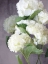 Picture of SNOW HYDRANGEAS