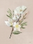 Picture of SPRING MAGNOLIAS
