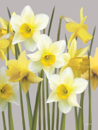 Picture of SPRING DAFFODILS