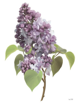 Picture of LILAC STEM