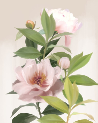 Picture of WASHED PEONIES