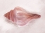 Picture of CONCH SHELL BLUSH I