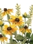 Picture of SUMMER SUSANS