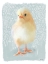 Picture of SPRING CHICK I