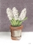 Picture of HOUSE HYACINTH PLANT