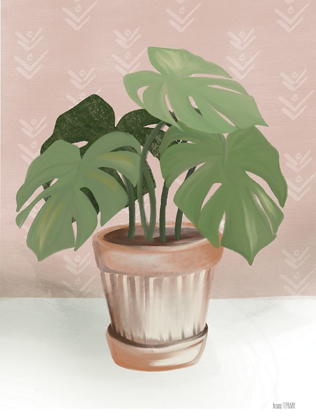 Picture of HOUSE MONSTERA PLANT