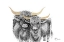 Picture of HIGHLAND CATTLE
