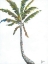 Picture of PALM I