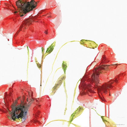 Picture of POPPIES