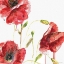 Picture of POPPIES