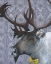 Picture of MR. CARIBOU