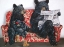 Picture of BEAR-LY PRESENT