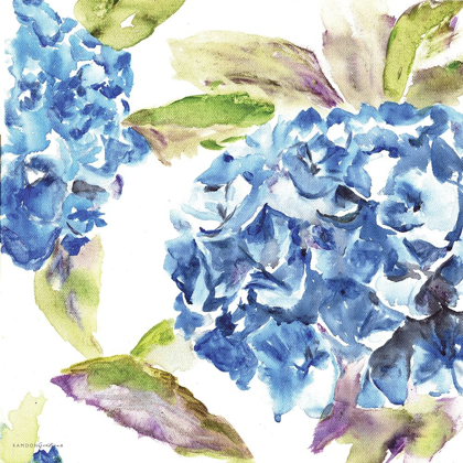 Picture of HYDRANGEA