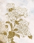 Picture of BRASS BEAUTY 1