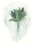 Picture of A WHOLE BUNCH OF SAGE