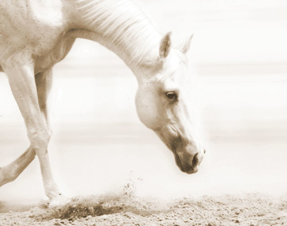 Picture of TRAIL HORSE SEPIA