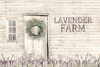 Picture of LAVENDER FARM