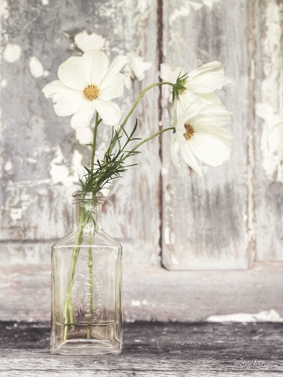 Picture of COSMOS SUMMER BLOOM