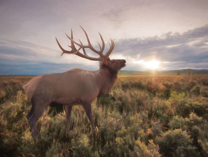 Picture of JACKSON SUNRISE WITH ELK    