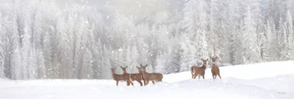 Picture of CHRISTMAS DEER